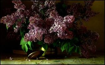 Lovely Lilacs Wallpaper