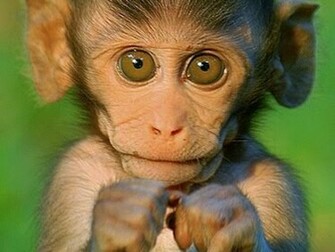 Desktop Wallpaper Cute Baby Monkey Mobile Iwallscreen