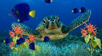 Moving Aquarium Background Now Coral Reef