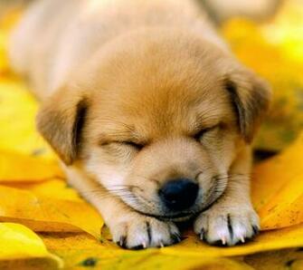 Sleeping Dog Wallpaper Cute On Pc Beautiful Desktop