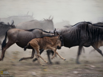 Wildebeest Picture Animal Wallpaper