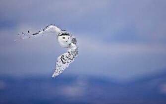 Flying Owl Wallpaper