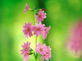 Pink And Green Flowers Flower Wallpaper Little