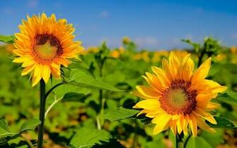 Sunflower Wallpaper Desktop HD