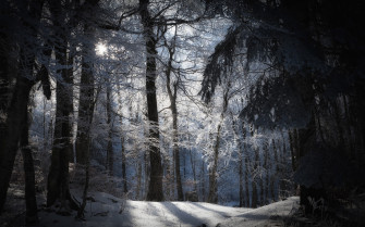 Forest Winter Wallpaper HD