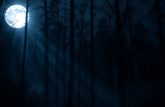 Dark Forest With Moon Wallpaper