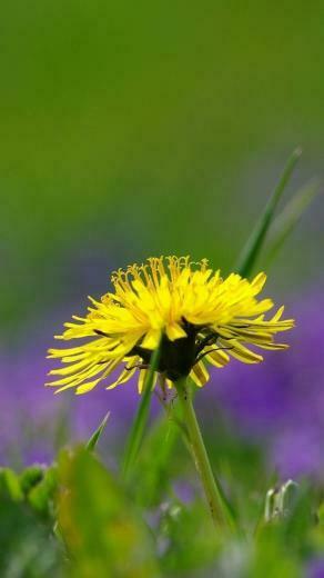 Wallpaper Background Sony Xperia Z1 Zl Z Samsung Galaxy S4 Htc