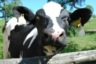 Mass Of Funny Status And Jokes Quotes Cow