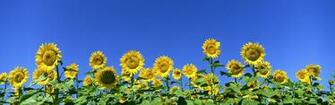 Dual Screen Wallpaper Flowers HD Res