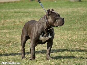 Match Blue Nose Pitbull Pictures Gator Mouth