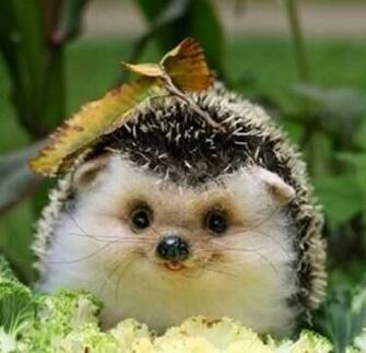 Cute Hedgehog