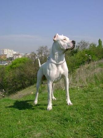 Alano Espa Ol On The Hill Photo And Wallpaper Beautiful