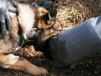 Police K9 Wallpaper Instructor