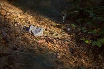 HD Wallpaper Pollution Box Garbage Forest Nature Environment
