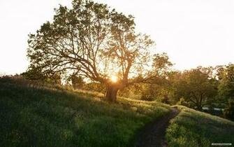 Wallpaper Nature Sunshine And Trees
