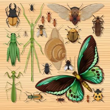 Set Of Different Insects On Wooden Wallpaper Vector Art At