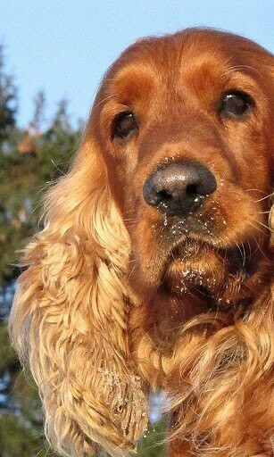 Cocker Spaniel Wallpaper And Background Application With Beautiful
