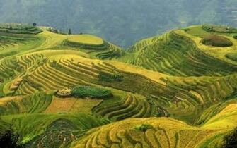 Rice Terrace Wallpaper And Background Image Net