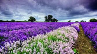 Spring Flowers HD Wallpaper
