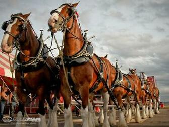 Budweiser Clydesdales Christmas Wallpaper