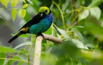 Bird Of Paradise Wallpaper