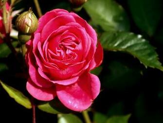 Aleda Costa Beautiful Rose Wallpaper