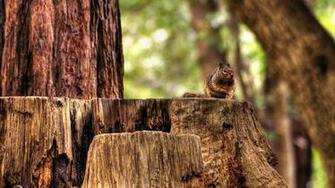 Wallpaper Squirrel Hemp Sitting Animal