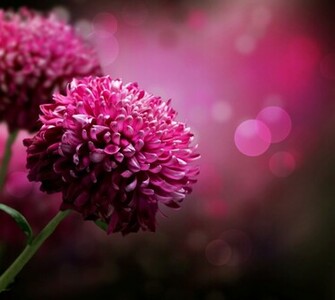 Macro Purple Dahlia Wallpaper Wallpaperlepi