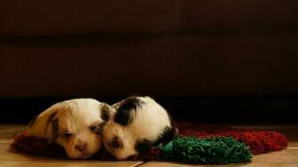 Dogs Puppies Sleeping Lying Pad Stock Photos