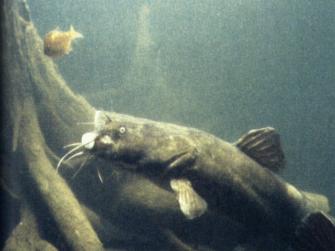 Wels Catfish Wallpaper