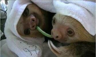 Baby Sloth Wallpaper If You Change Anything Here