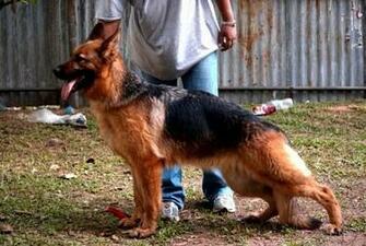 German Shepherd Dog