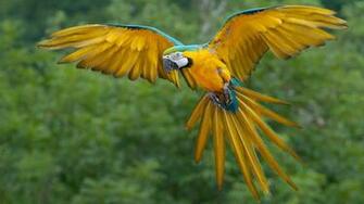 Parrot Wallpaper