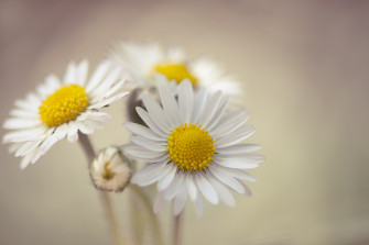 Radiant Daisies Wallpaper
