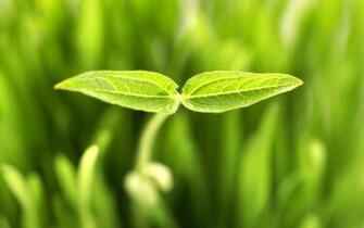 Spring Bud Wallpaper HD S