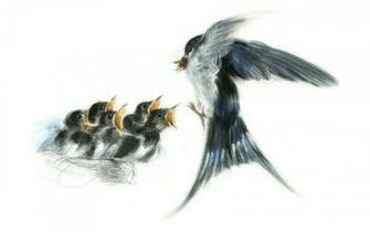 Drawing Swallows HD Desktop Wallpaper Widescreen High