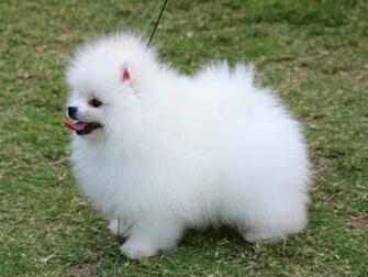 Wallpaper Pomeranian Pictures