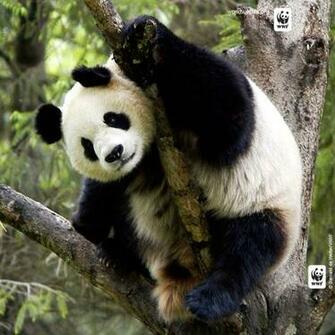 Wwf iPad Wallpaper Gallery World Wildlife Fund