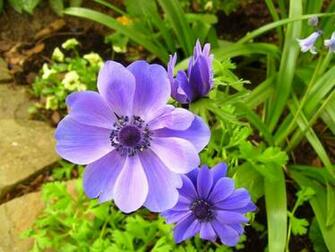Anemone Flower Wallpaper Pic Sa