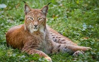 Bobcat Animal Animals HDw Eweb4