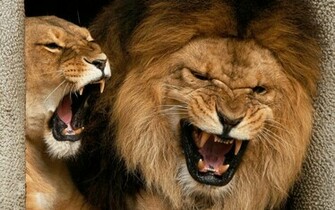 Lion With Scary Faces Picture Beautiful Cute Wallpaper Tigers