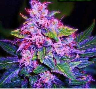 Purple Weed Plant Wallpaper Blueberry Kush