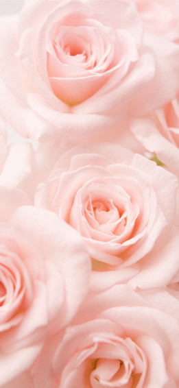 Roses iPhone Wallpaper