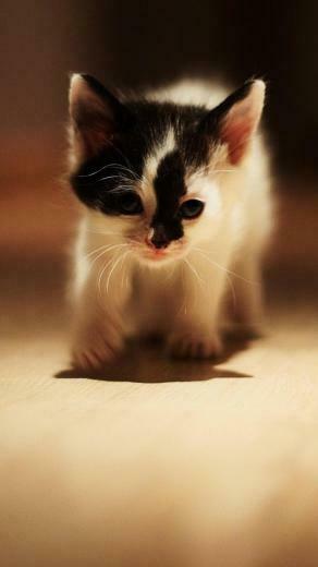 Cat Galaxy S4 Wallpaper HD