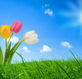 Spring Nature Wallpaper HD