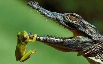 Frog And A Crocodile Wallpaper