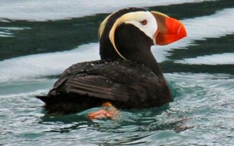 Puffin Wallpaper Tuftedpuffin Desktop Tufted