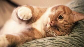 Lazy Tag Wallpaper Ginger Cat Cats Pictures Kittens Kitten