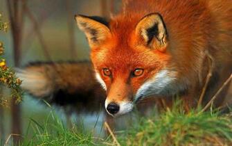Red Fox Fac HD Wallpaper Background Image