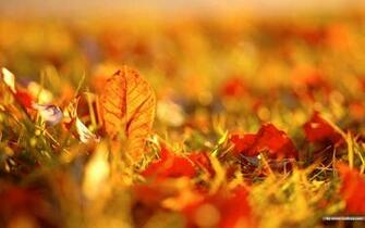 HD Fall Desktop Wallpaper Widescreen